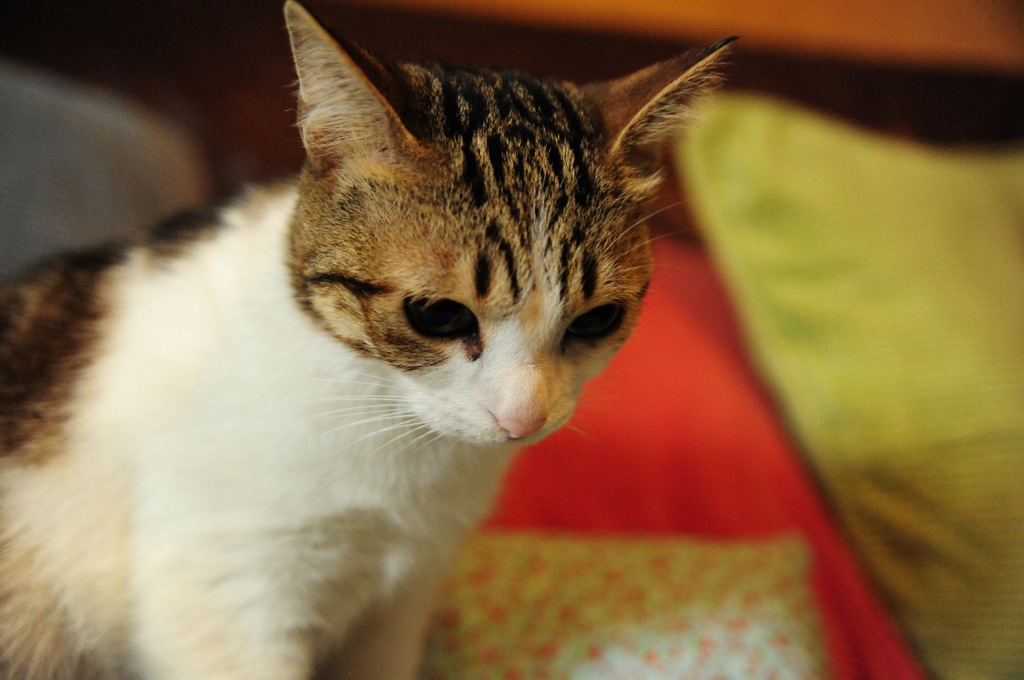 DSC_1149_编辑