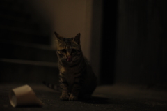 DSC_5196