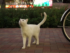 DSC03750