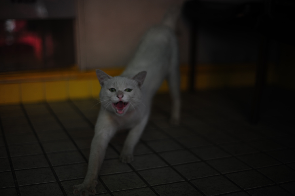 DSC_8559