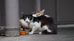 DSC00034