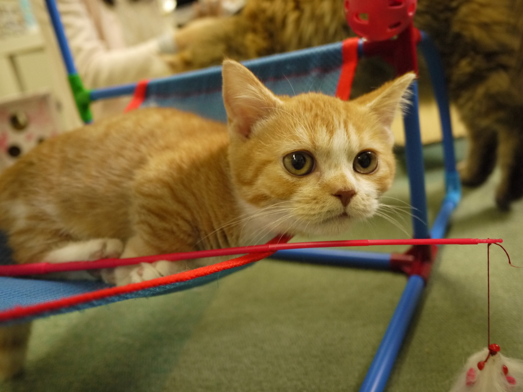 遊びつかれたよ・・・