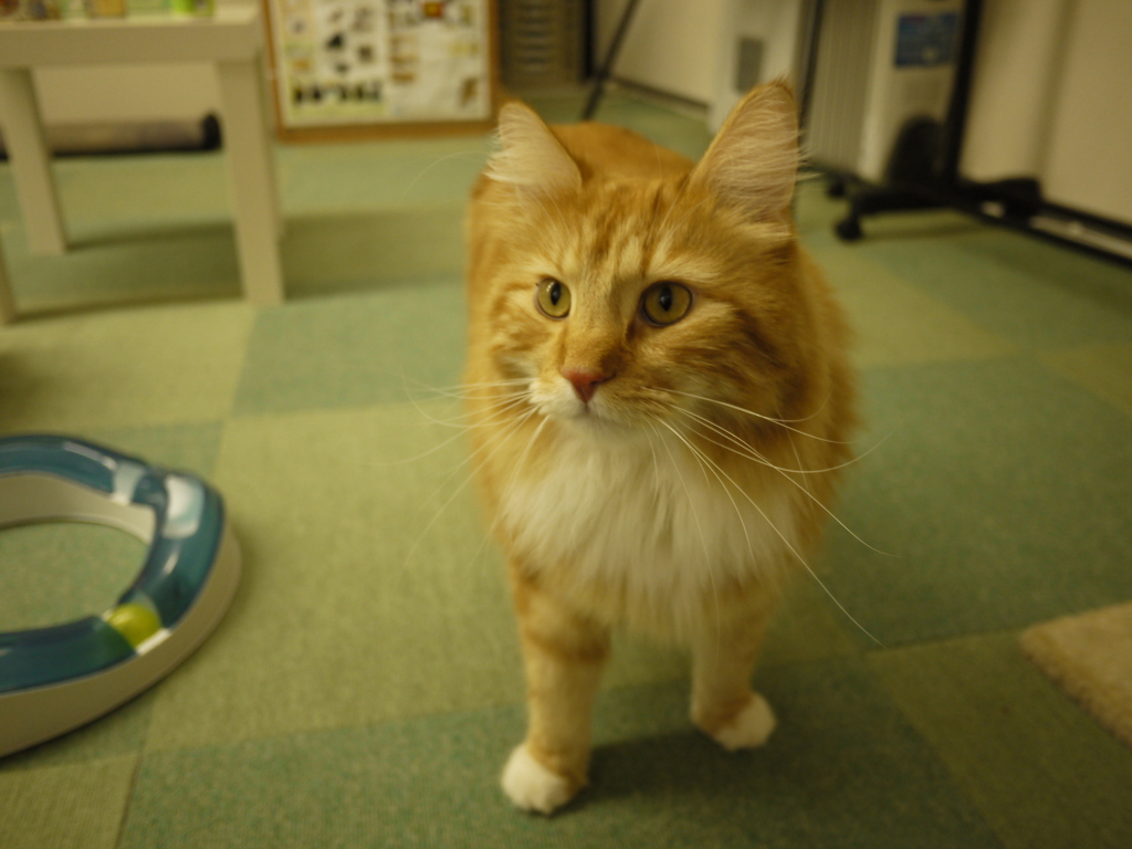 ライオンみたい