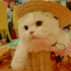 麦藁帽子をかぶって