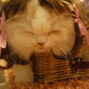 かつらキャット