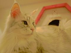 美しい猫さんです