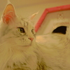 美しい猫さんです