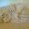 Zzz
