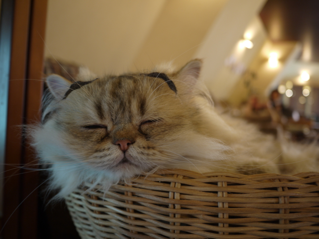 かごの中で、おやすみ☆