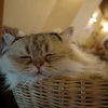 かごの中で、おやすみ☆