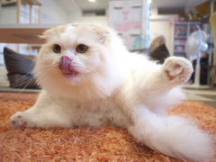 ぺろり