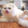 ぺろり