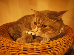 名前は爺さん