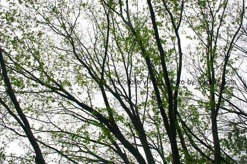 photo_shinryoku003a