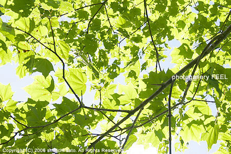 nature3_005