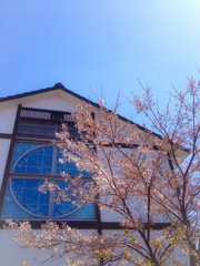 増毛の桜