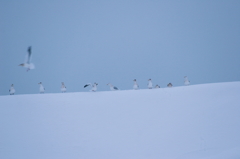 _MG_3088a