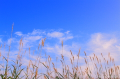 野空