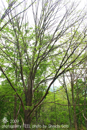 photo_shinryoku002a