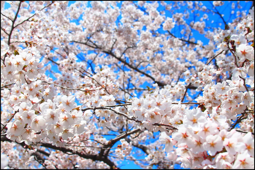 桜　2014