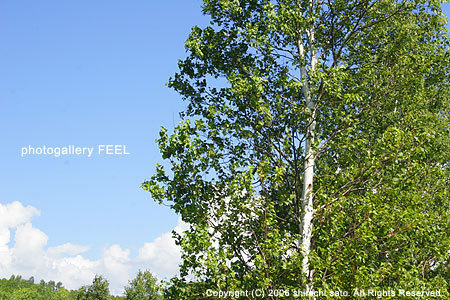 nature3_001