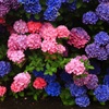紫陽花