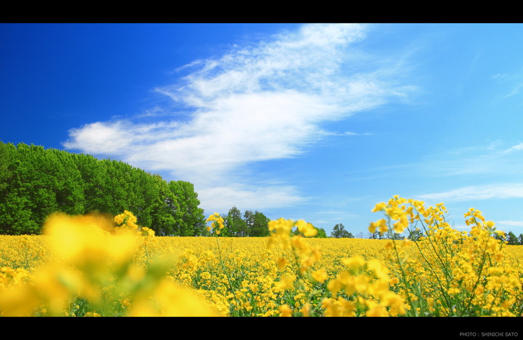 菜の花畑