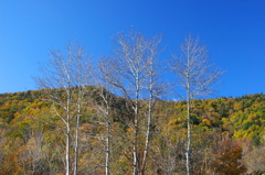 _MG_2962a