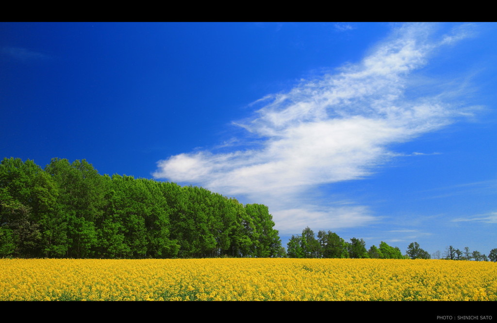 菜の花畑