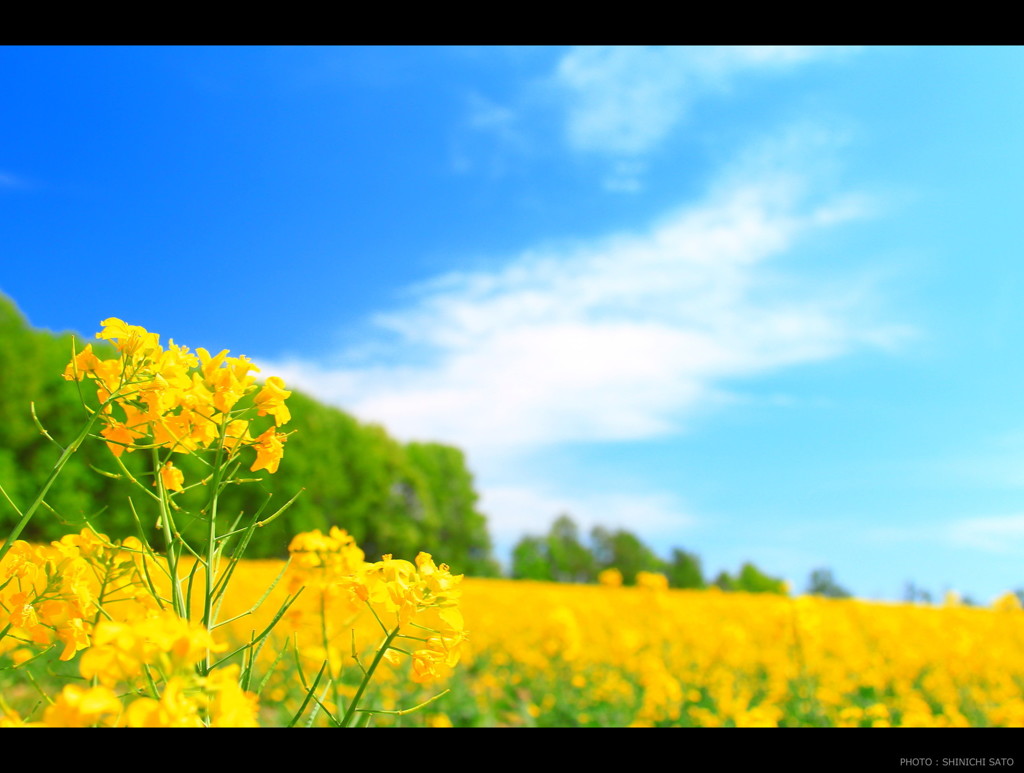 菜の花畑