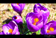 IMG_0961aa
