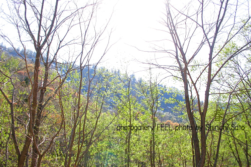 photo_shinryoku001a