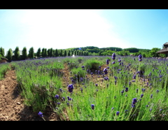 富良野