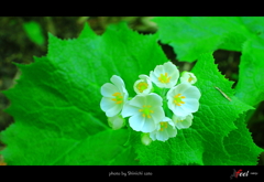 野の花