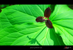 野の花