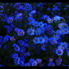秋蒼