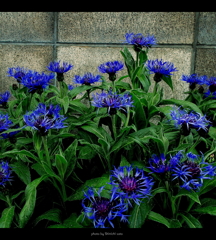 道花