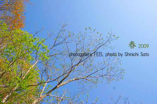 photo_shinryoku000a