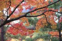 金閣寺