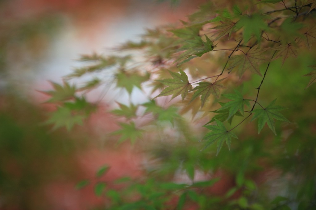 龍安寺