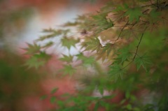 龍安寺