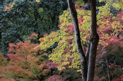 嵐山