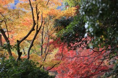 嵐山