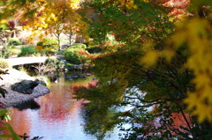 富士中央公園の紅葉