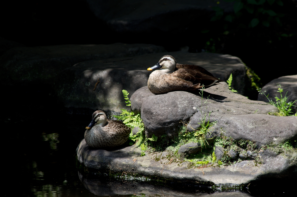 DUCKS