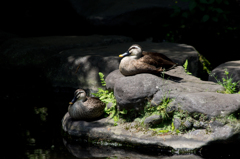 DUCKS