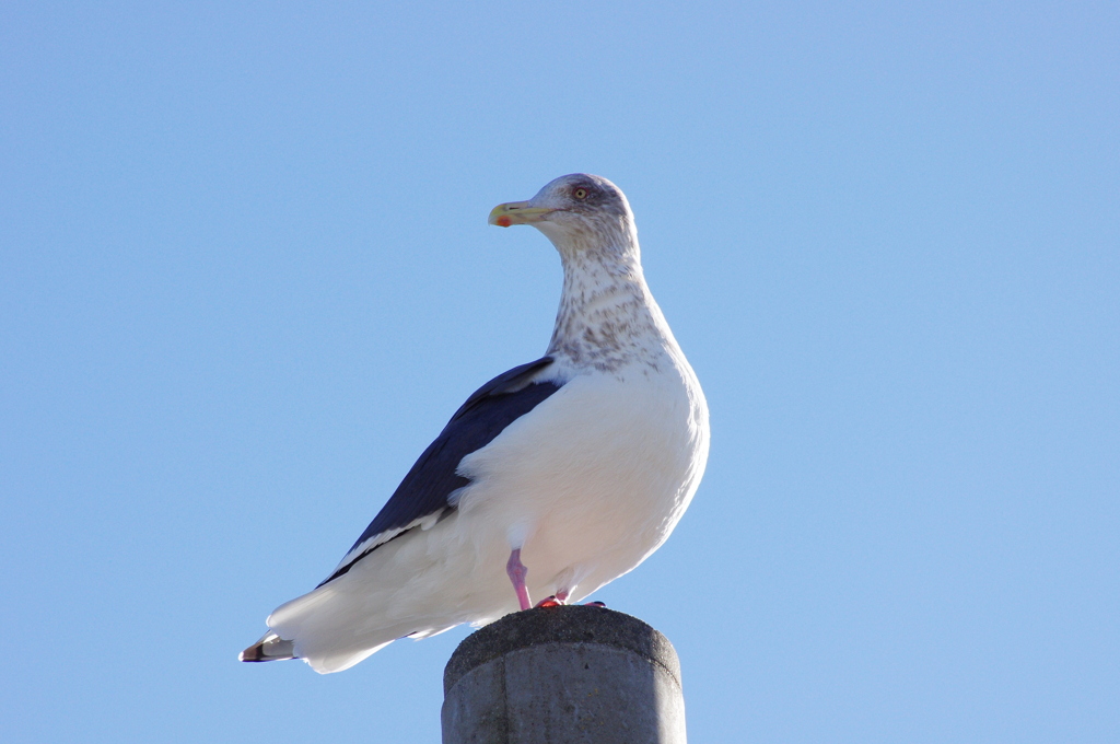 今日の鳥「セグロオオカモメ」