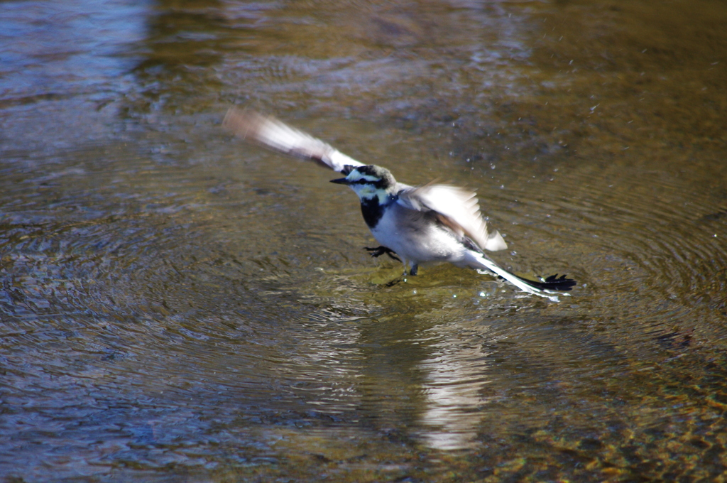 今日の鳥「水面で踊る」