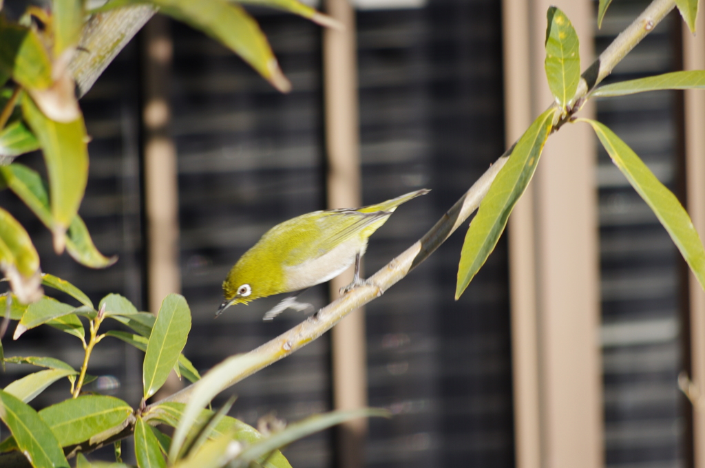 今日の鳥「保護色？」