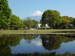新緑と富士